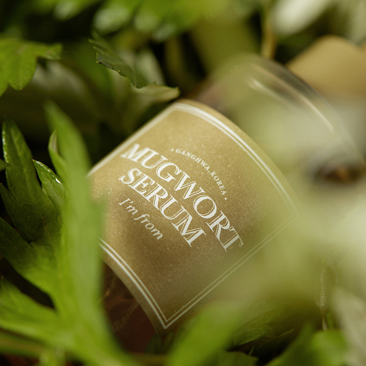 Mugwort Serum