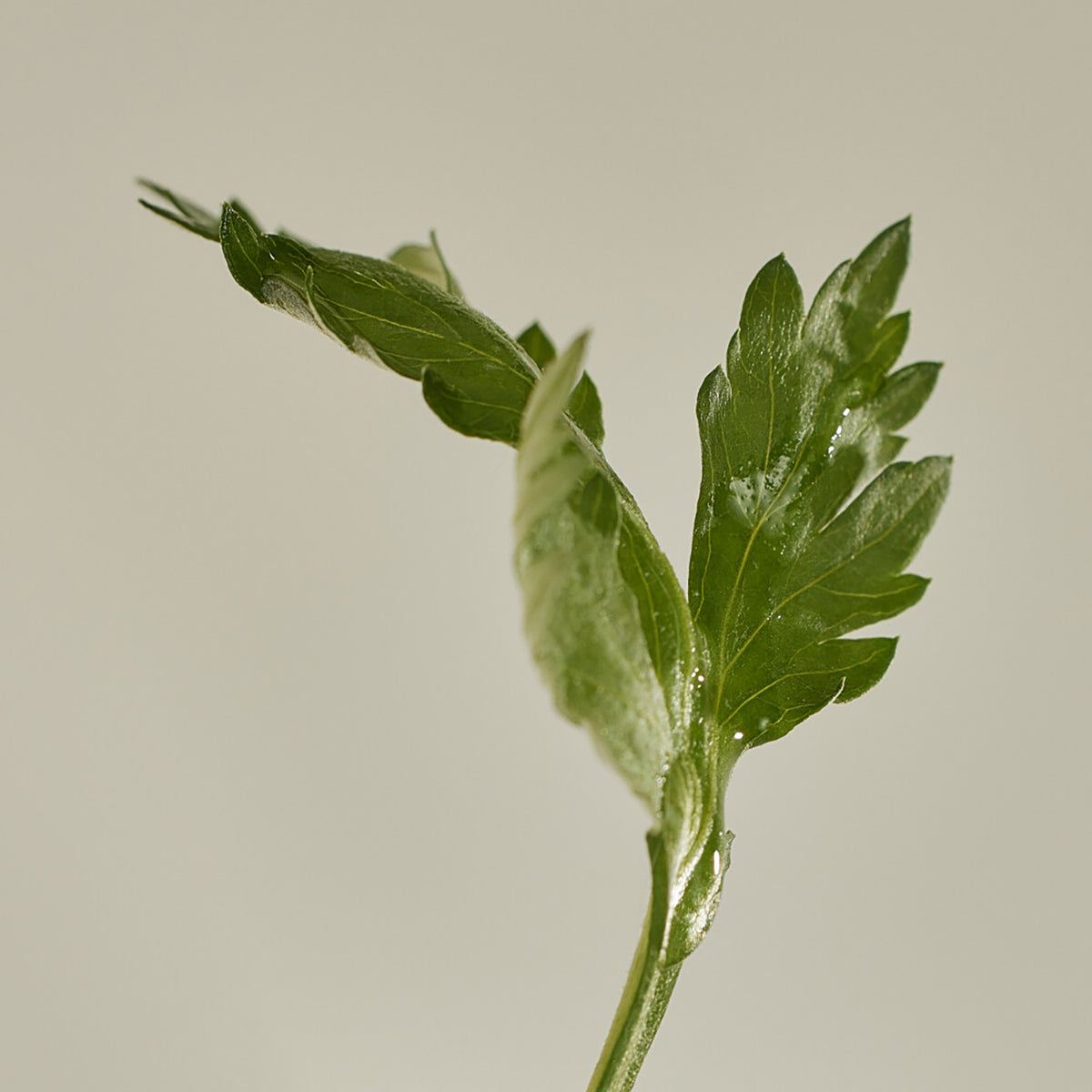 Matte Sun Stick: Mugwort + Camelia SPF50+ Broad Spectrum