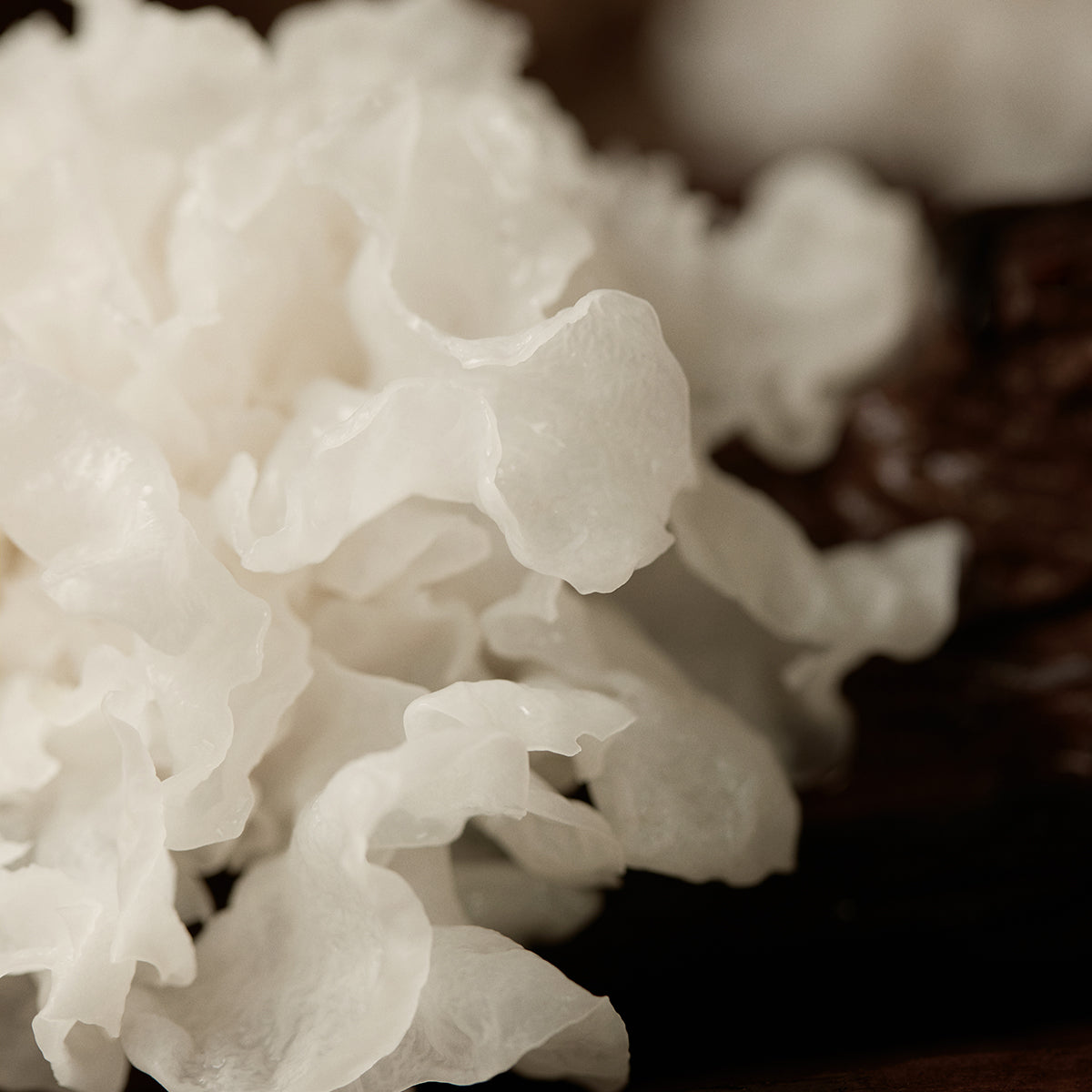 Mushroom Collagen Ampoule
