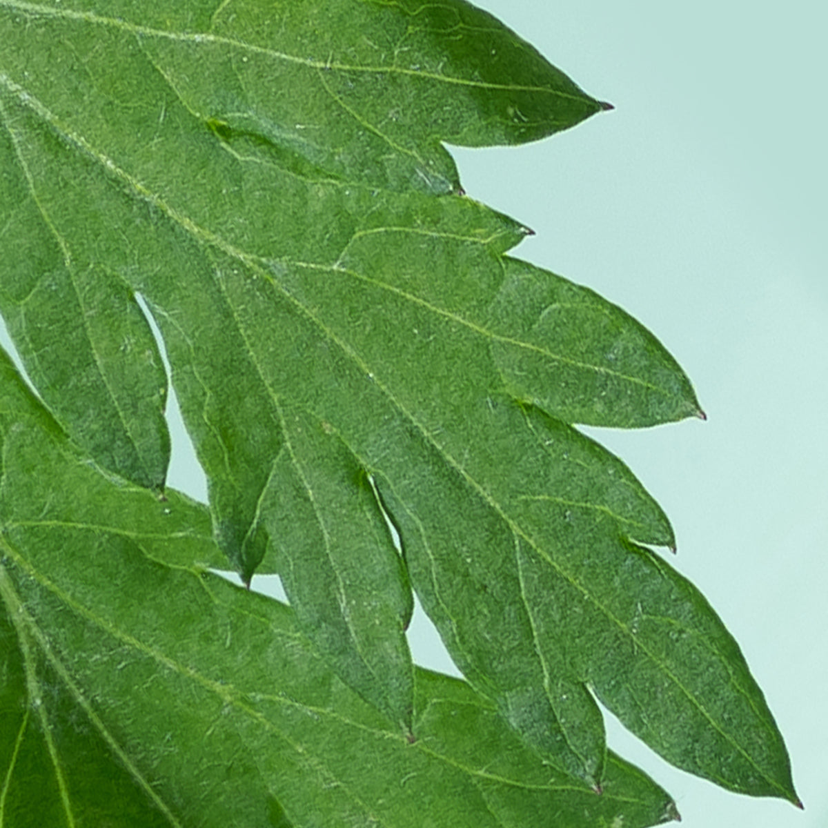 Mugwort Essence