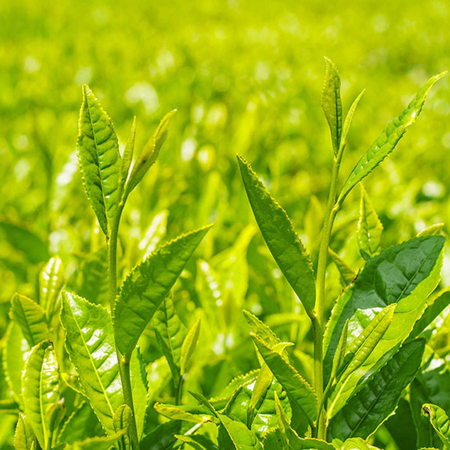 Green Tea Hyaluronic Lotion